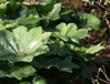 podophyllum pleinantha -10
